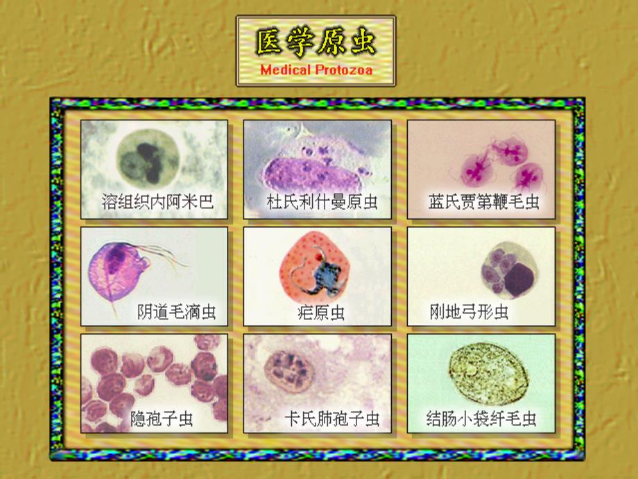 醫學原蟲學概論阿米巴