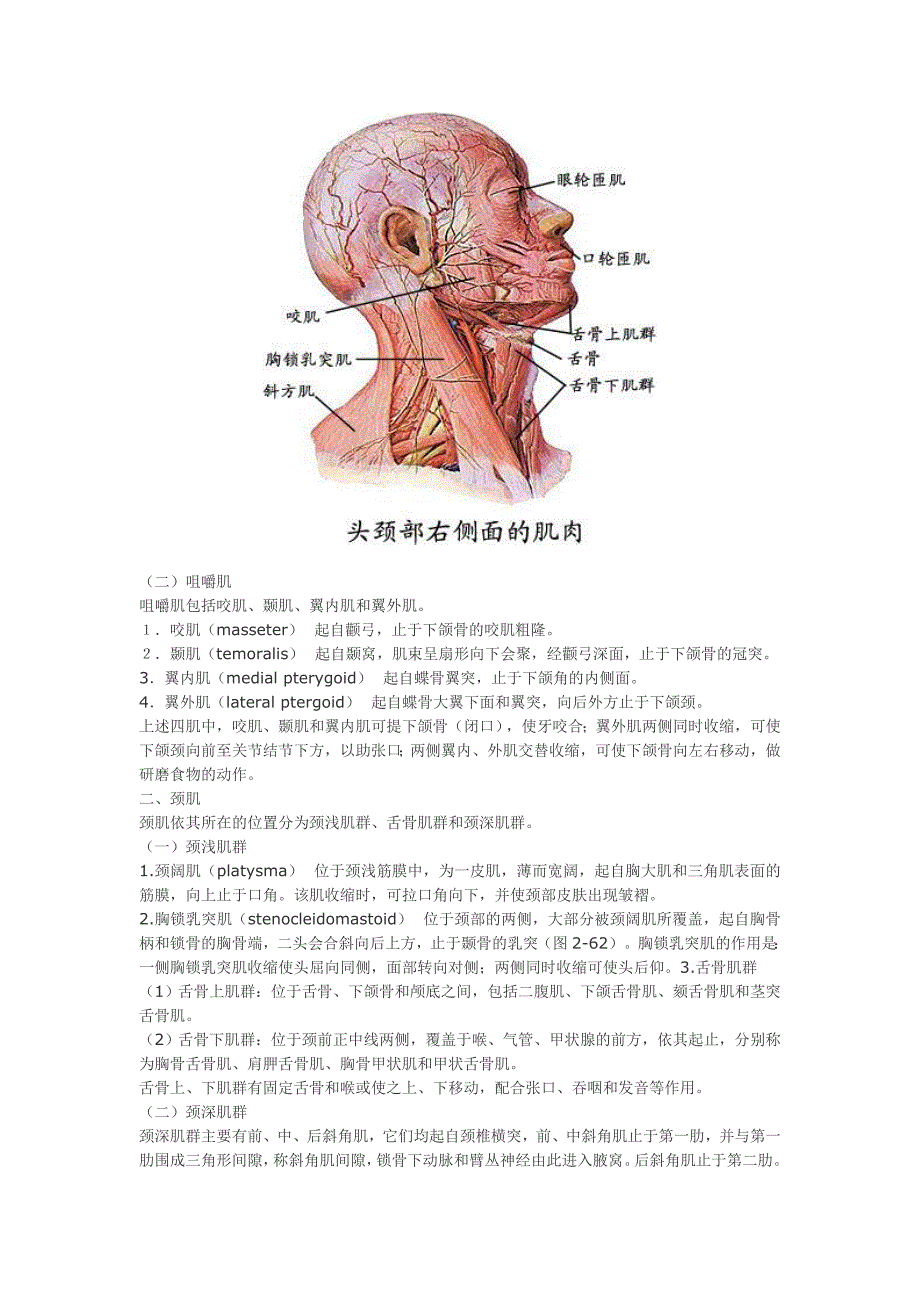 大體解剖肌概述及頭頸部肌肉