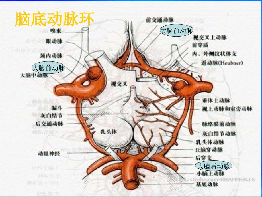 dsa颅内动脉瘤介入治疗