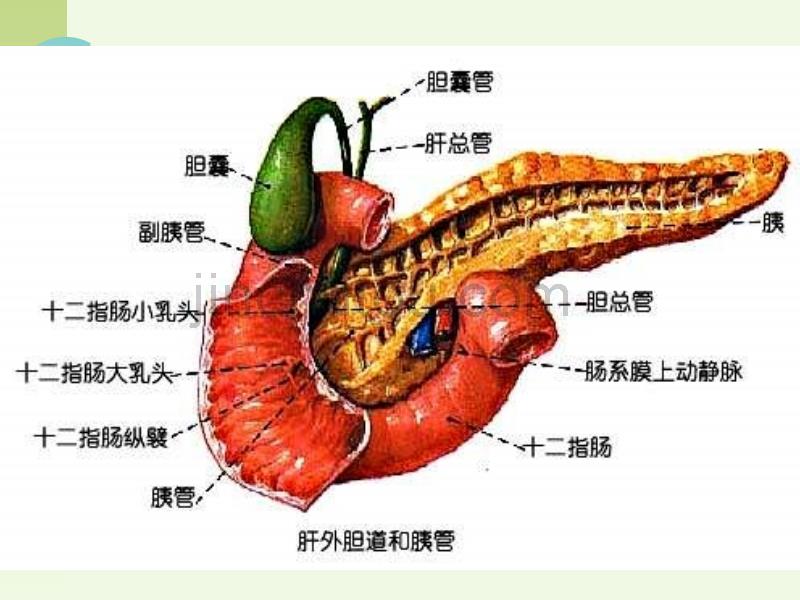 胰腺解剖ppt图片