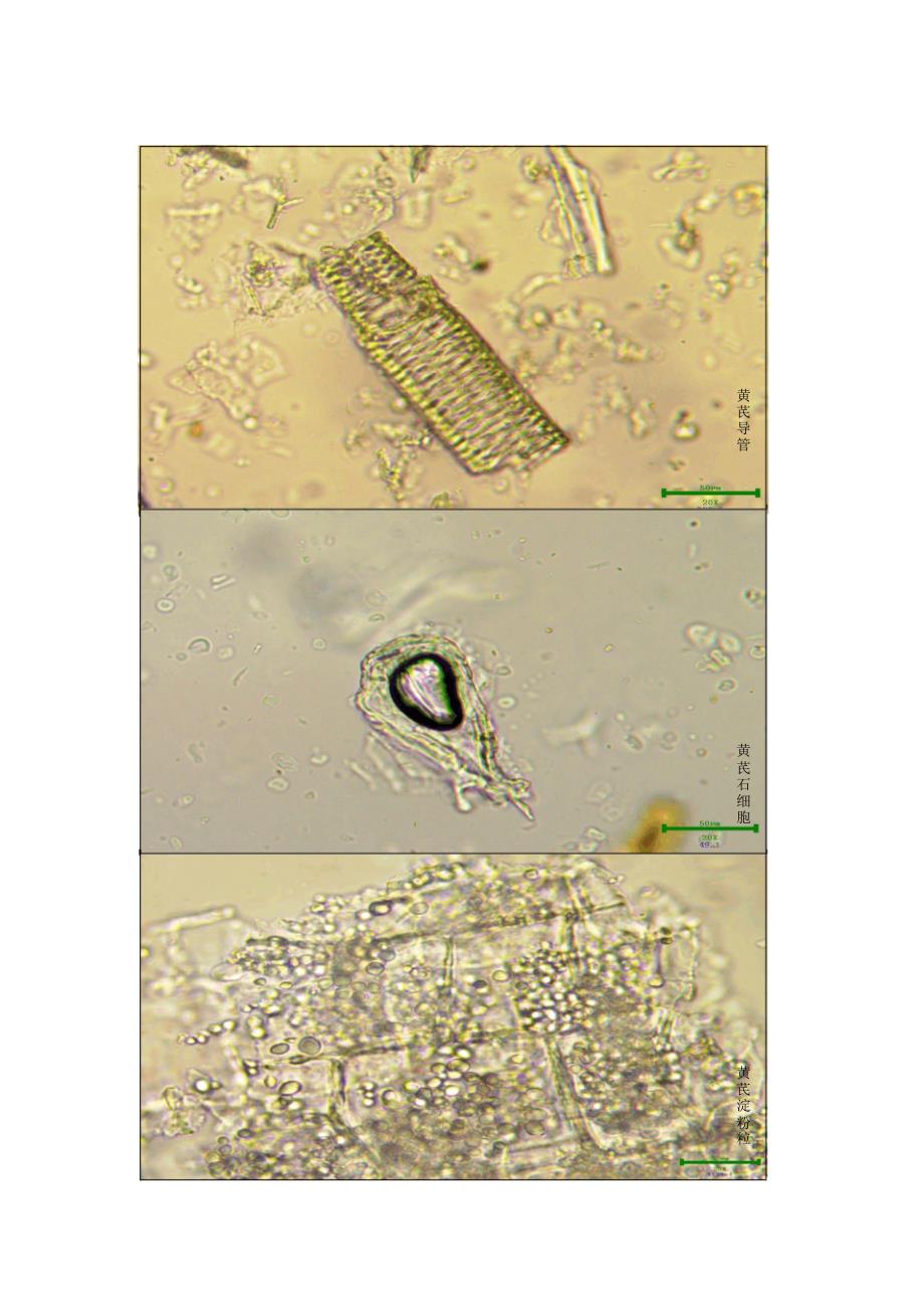 黄芪的显微特征图片图片