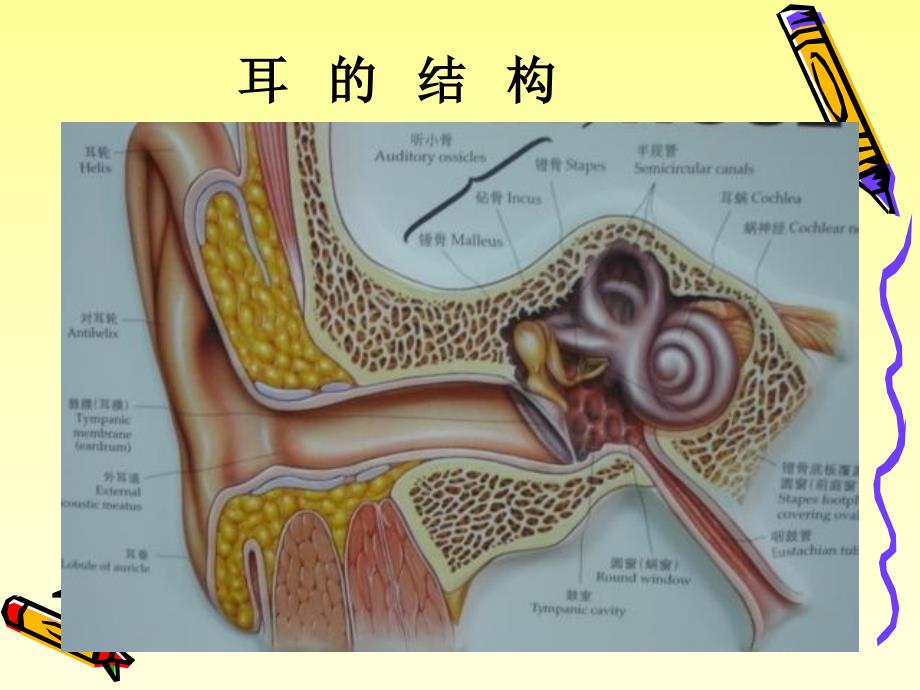 耳鼻喉解剖及耳部疾病護理