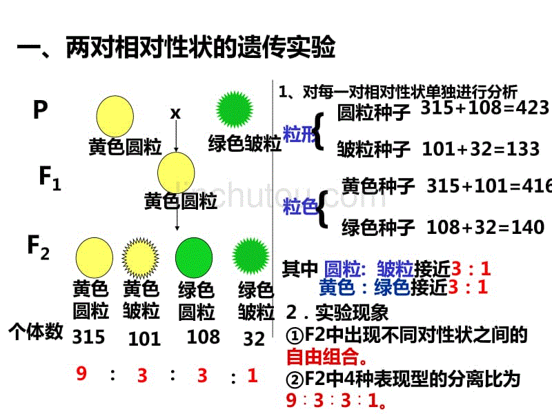 基因的自由組合定律複習課