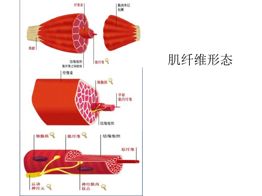 鱼类的肌肉与骨骼