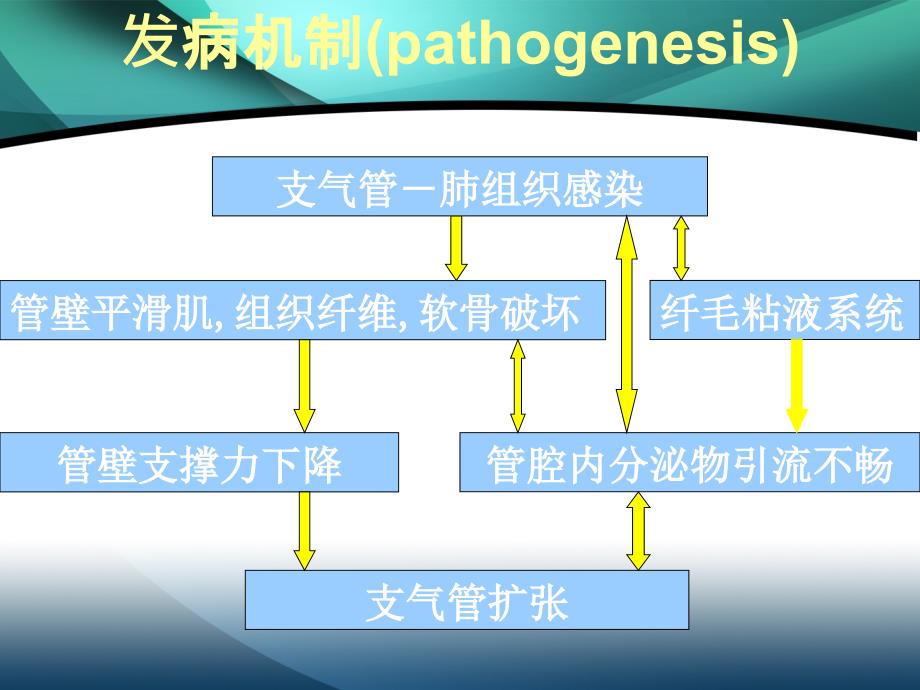 支气管扩张发病机制病理及x线诊断邱永友