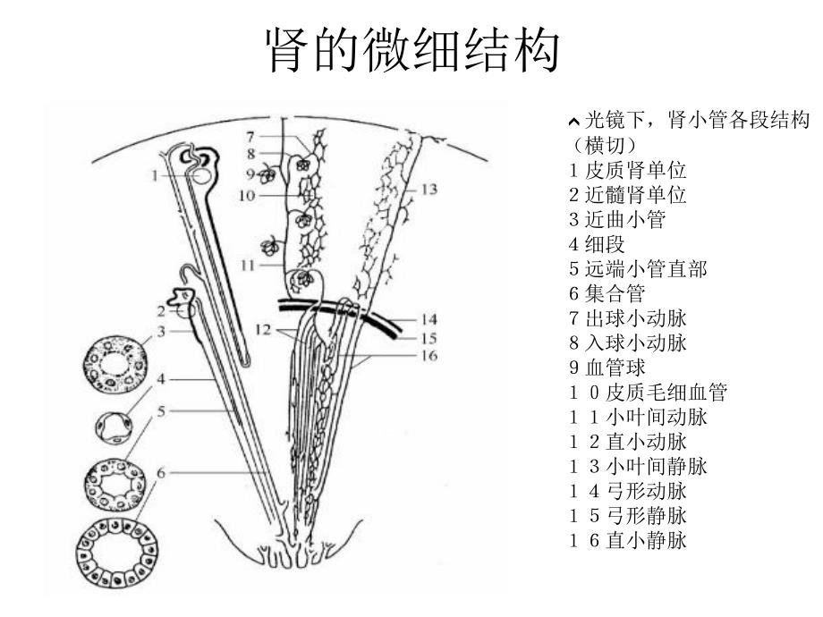 腎輸尿管膀胱等解剖結構