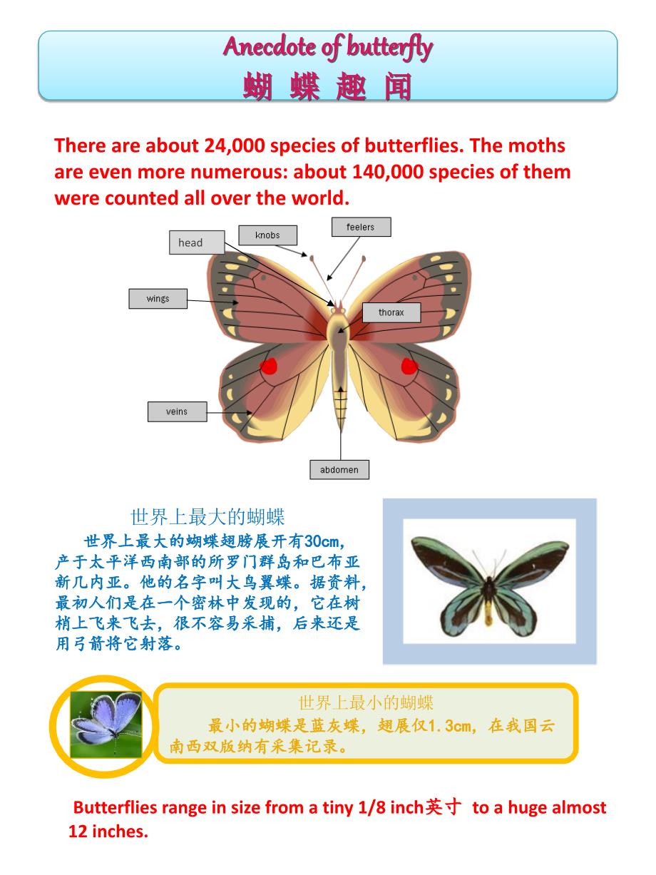 小学生英语阅读蝴蝶的介绍butterflyreading