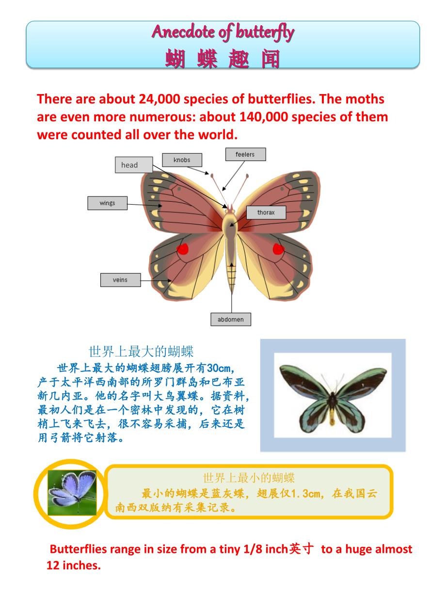 蝴蝶用英语怎么说图片