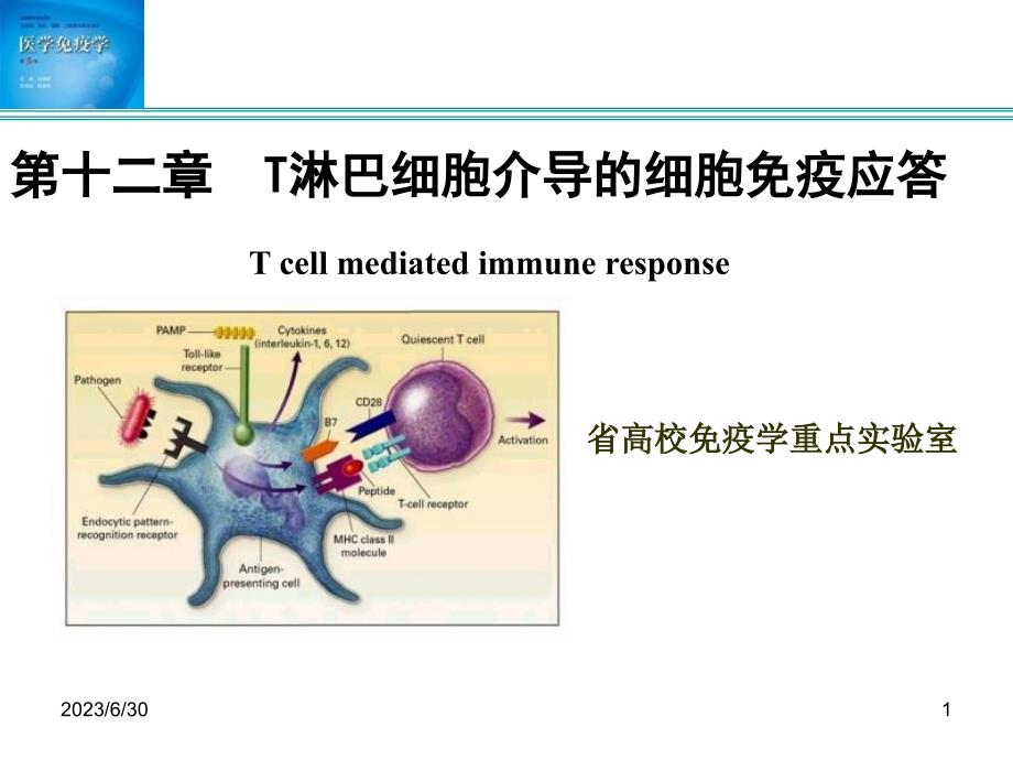 免疫學b細胞介導的體液免疫應答1