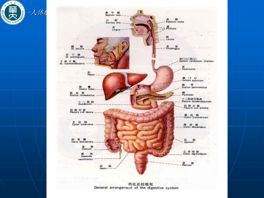 人體解剖生理學消化系統
