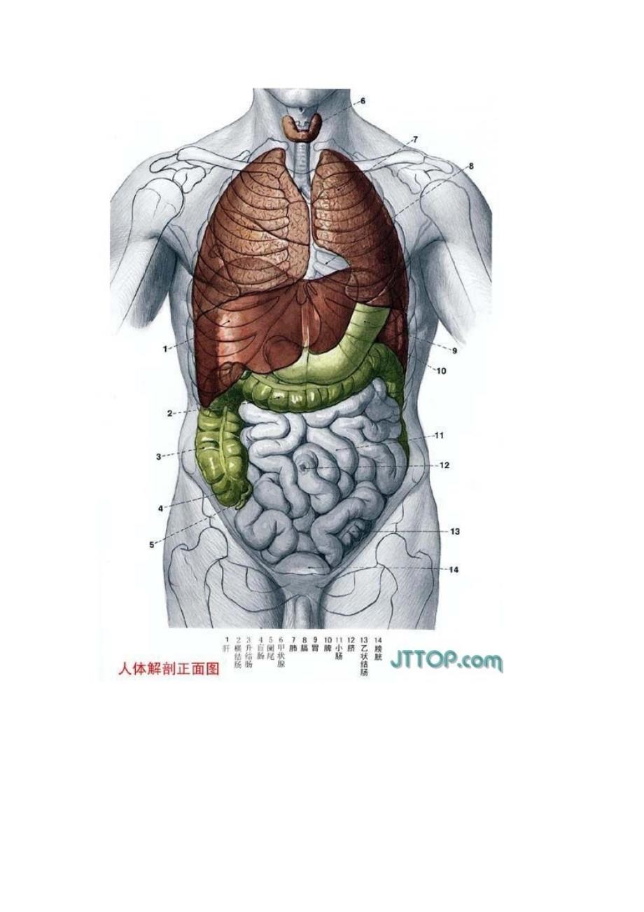 全套高清人体器官内脏骨骼解剖图