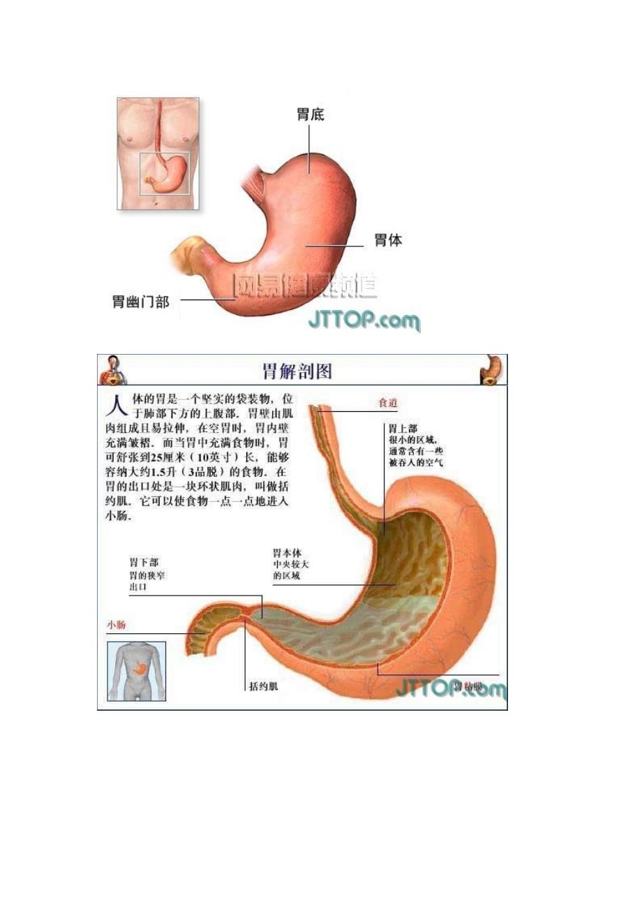 全套高清人體器官內臟骨骼解剖圖