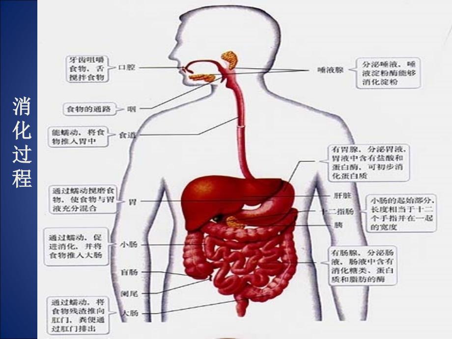 消化系统及功能