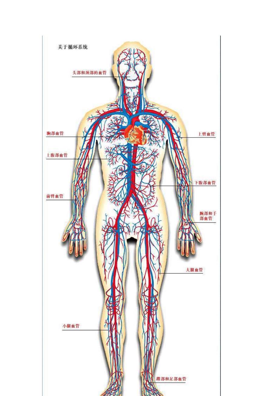 人体腿部血液循环图图片