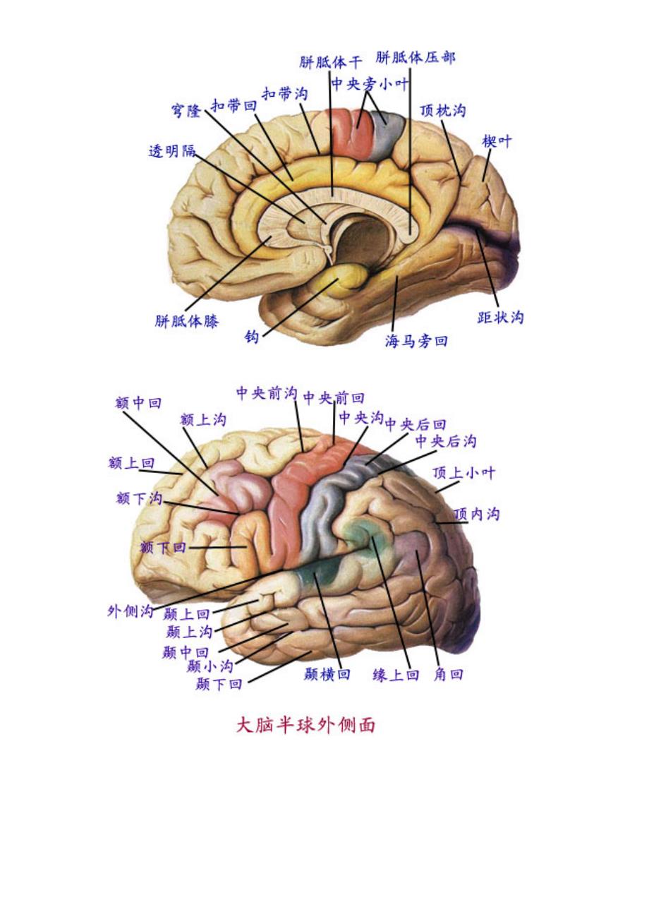 大脑皮层分区图解