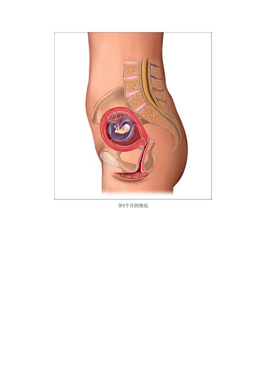 胎儿在子宫内图