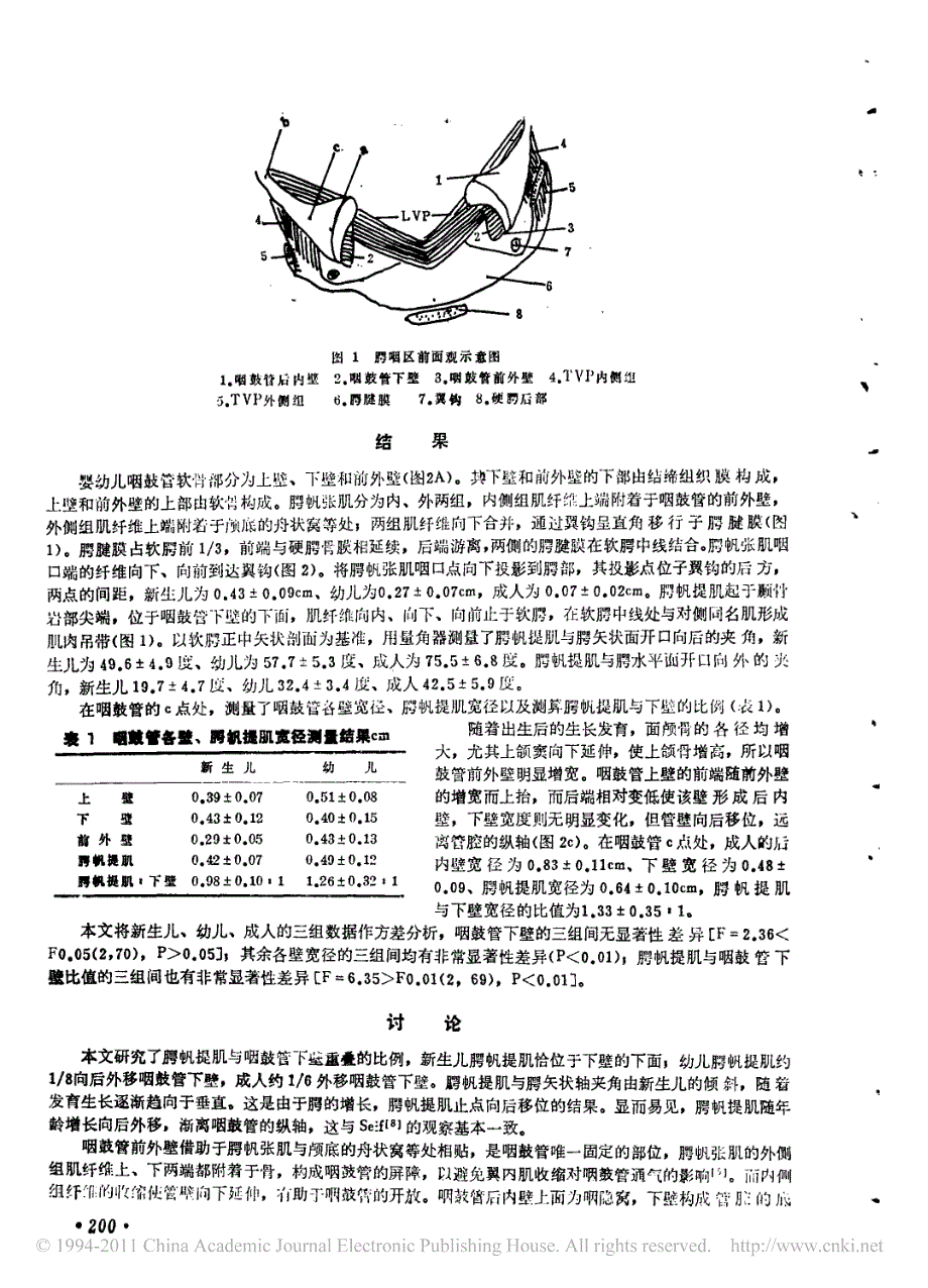 腭帆张肌图片